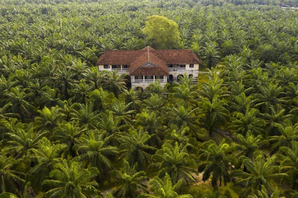 Oil Palm Plantations Tax
